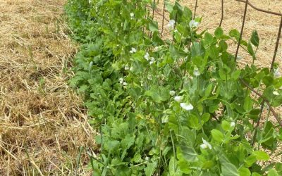 Vertical Vegetable Gardening with Trellises, Stakes, and Cages