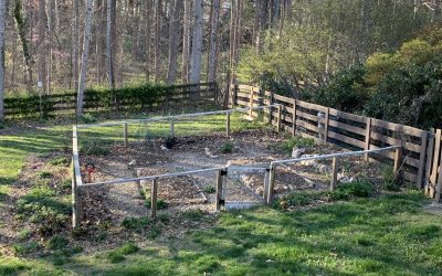 April in the Edible Garden
