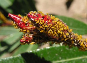yellow oleander aphids on a red flower bud