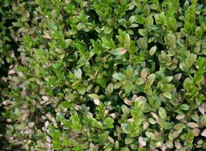 boxwood leaves, some green and some brown, suffering from mite damage