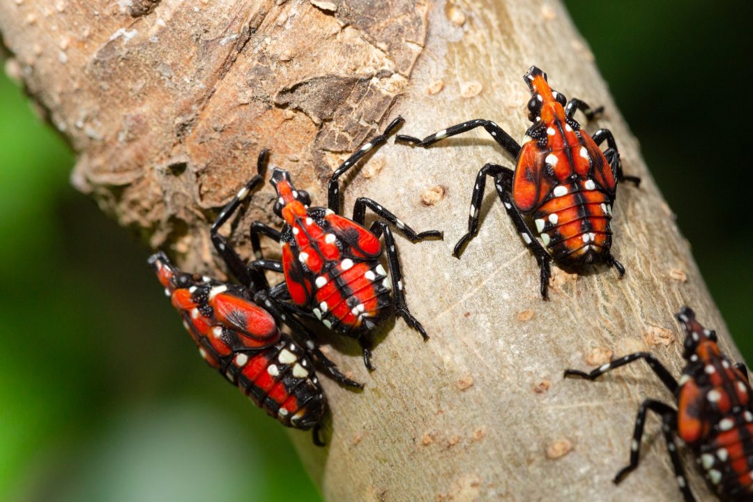Slf Insect Looks Like a Moth, Acts Like a Vampire: The Spotted Lanternfly (SLF ...