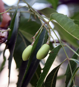 green neem fruits, looking like olives
