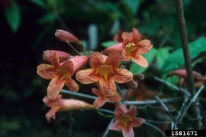 Trumpet-shaped reddish-orange flowers on climbing vine.
