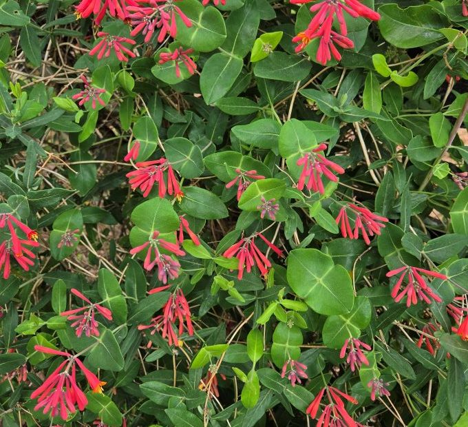Red blossoms on a vine that climbs upward by twining its stems