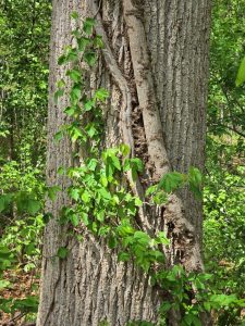 Poison ivy vine climbing up tall tree using aerial roots that cling to tree bark