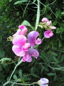 Pink flowering vine with tendrils used for climbing.