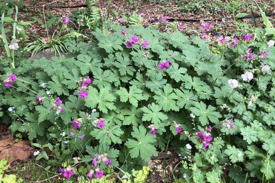 pink-flowered hardy geranium plant