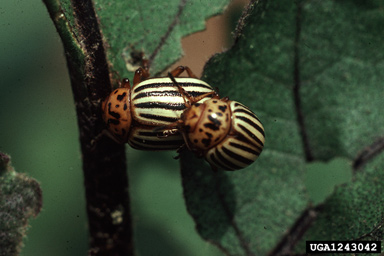 striped bug