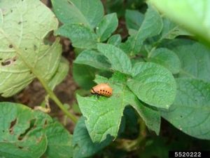 Small orange bug on leaves