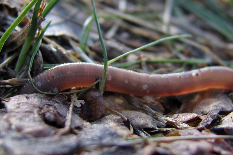 common earthworm, lumbricus terrestris, on a bed of leaves. Image: schizoform (https://www.flickr.com/photos/84175980@N00). CC BY 2.0, cropped