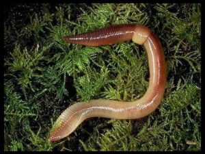 earthworm on a bed of moss