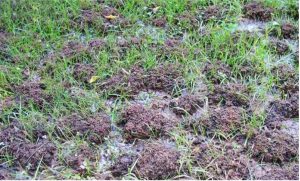 brown bumps from earthworm castings amongst green grass