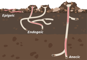 diagram showing the habitat of epigeic, endogeic, and anecic earthworm types
