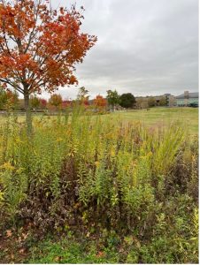 PMG demonstration garden at Martha Jefferson hospital
