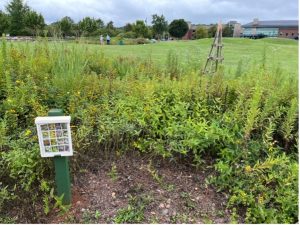 dead and dying plants in the demonstration garden