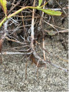 plant roots suffering from southern blight