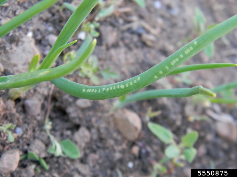 white dots on onion leaf