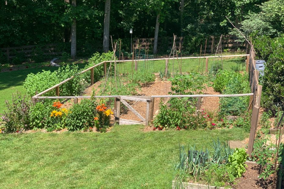 Photo shows a vegetable garden in June