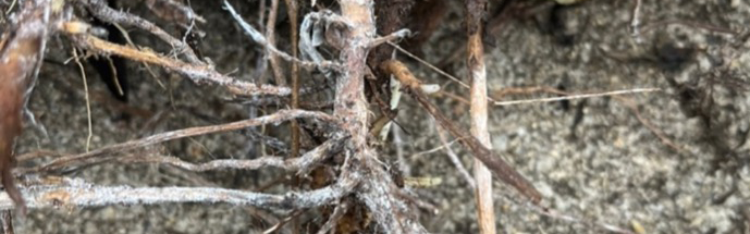 closeup of roots affected by southern blight. Photo: Karen Burnette