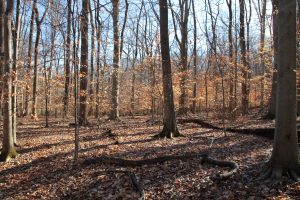 forest in winter, showing beech tree trunks and leaves