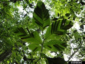 darkened bands between the veins of American beech leaves