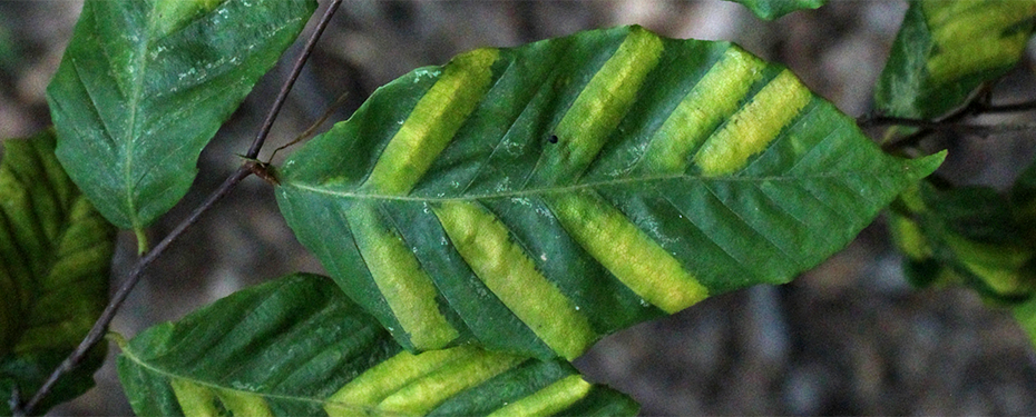 beech leaf suffering from beech leaf disease. Photo: Kristen Wickert, USDA Forest Service, Bugwood.org. CC BY-NC 3.0 US (rotated, cropped, levels adjusted)