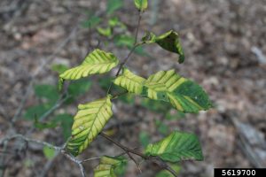 yellow, curled American beech leaves suffering from late-stage beech leaf disease