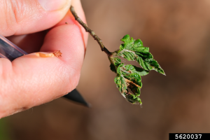distorted American beech leaves, the result of bud damage from beech leaf disease