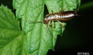 insect eating a leaf