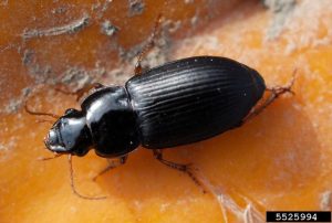 adult beetle