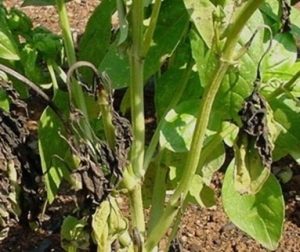Fusarium wilt of basil Photo: Debbie Roos, NCSU Agricultural ExtensionAgent, Chatham County, NC