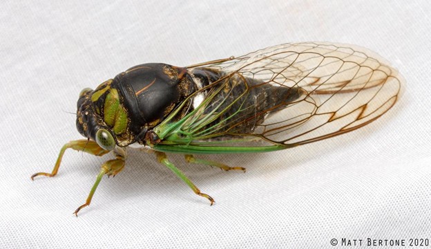 Annual Cicada: Photo: Matt Bertone, NC State Ext.