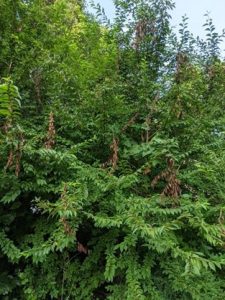 Cicada caused branch damage. Photo: Matt Bertone, NC State Ext