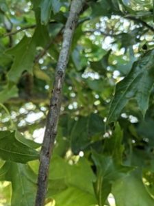 Cicada egg laying branch scars. Photo: Matt Bertone, NC State Ext