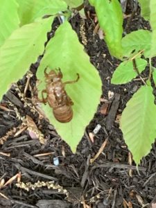 Garden Shed Cicada Exoskeleton. Photo: R Morini
