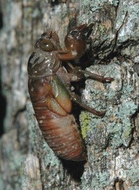 Cicada before shedding skin. Photo: U of MN Ext
