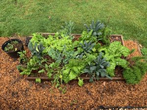 Interplanting. Photo: R Morini