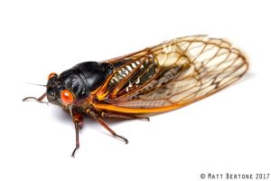 Garden Shed Periodical Cicada. Photo: Matt Bertone, NC State Ext.