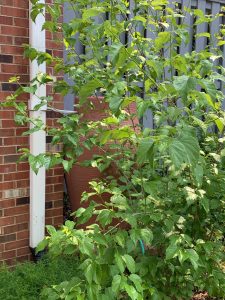 Rain barrel hidden by viburnum. Photo: R Morini