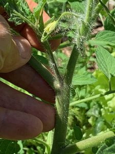 Sucker at tomato leaf-stem joint: Photo: R Morini