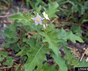 small weed with scalloped leaves and small white and violet flowers