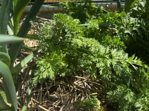 A garden bed of carrots.