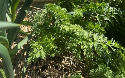 How to Grow Carrots