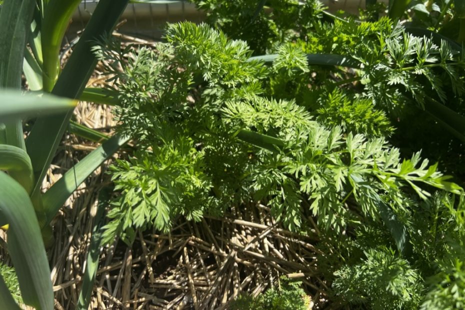 A garden bed of carrots.