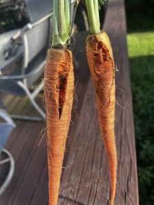 Two carrots with root damage