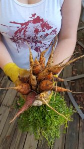 A bunch of carrots with dirt still on the roots.