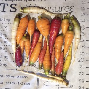 A group of carrots in red, orange, purple, and white, spread out on a towel