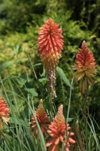 photo of red hot poker plant