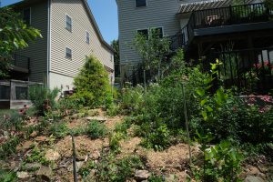 Photo of sloping hillside garden with posts for safety