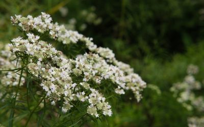 Christine Platt’s Serenity Garden